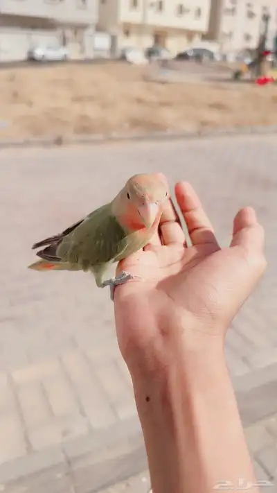 طير روز اليف تم البيع 0