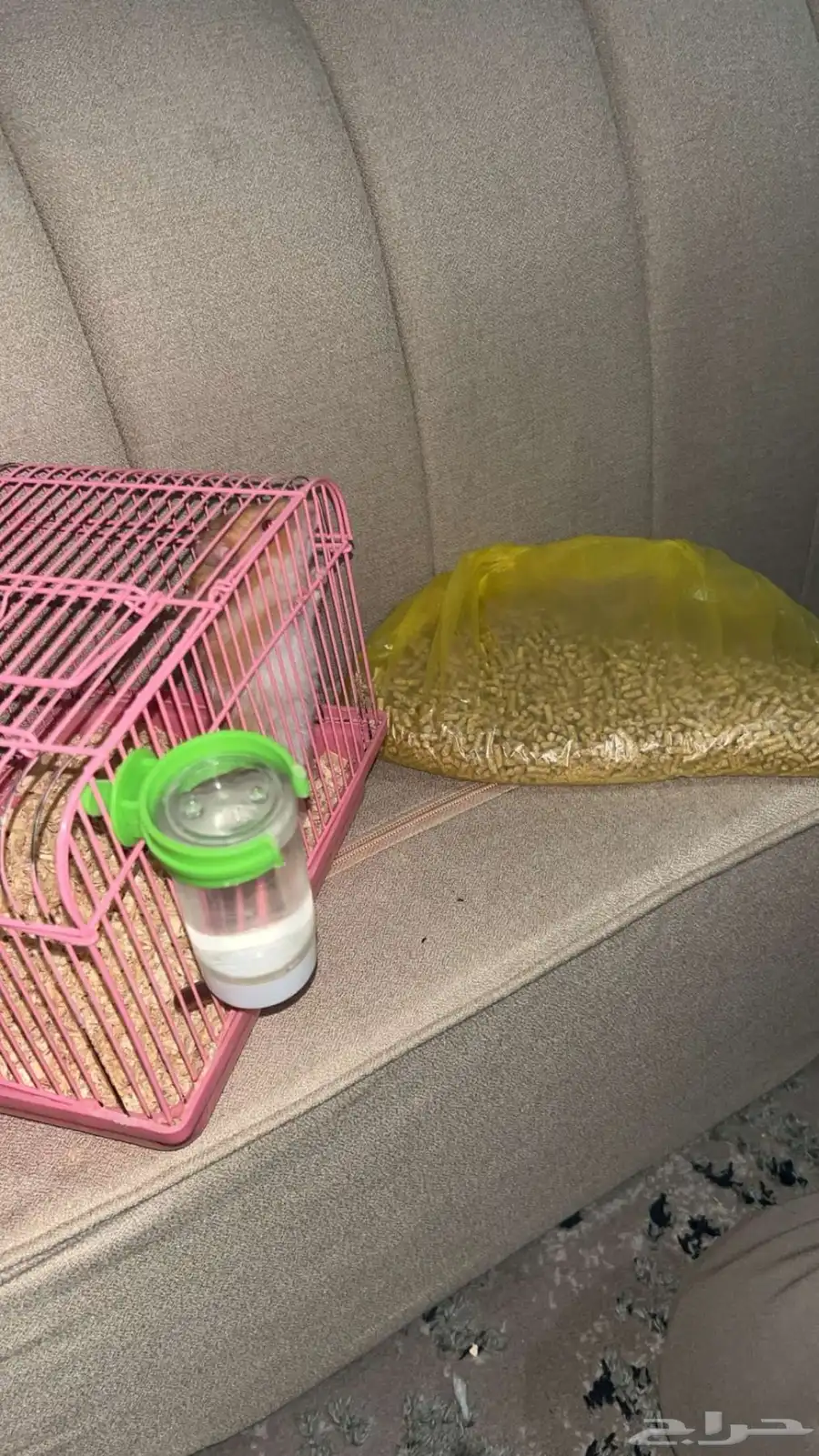 همستر نضيف مره معي من يوم وهو صغير و الصامل ما نختلف معه 1