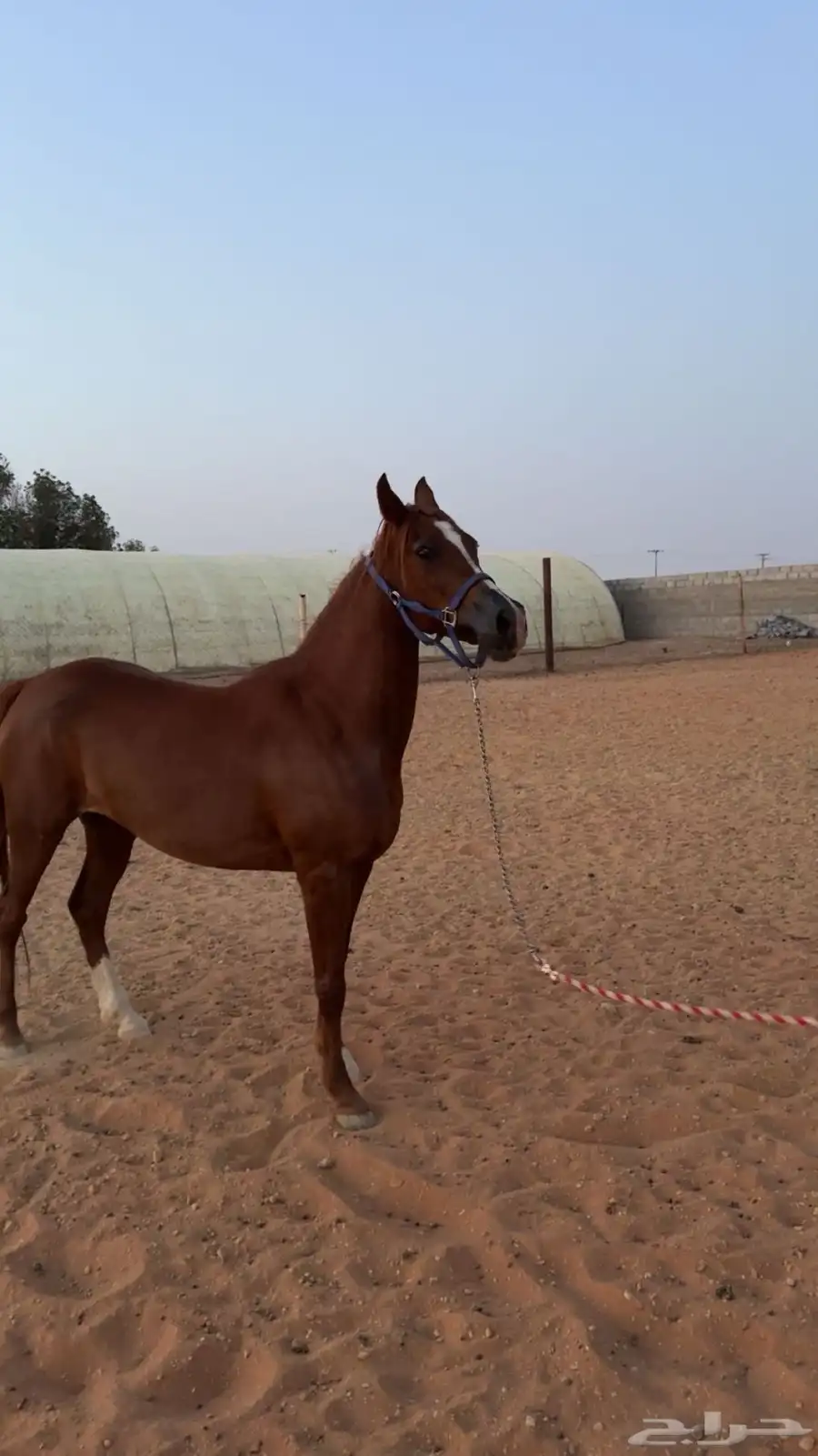 فرس شعبيه 0