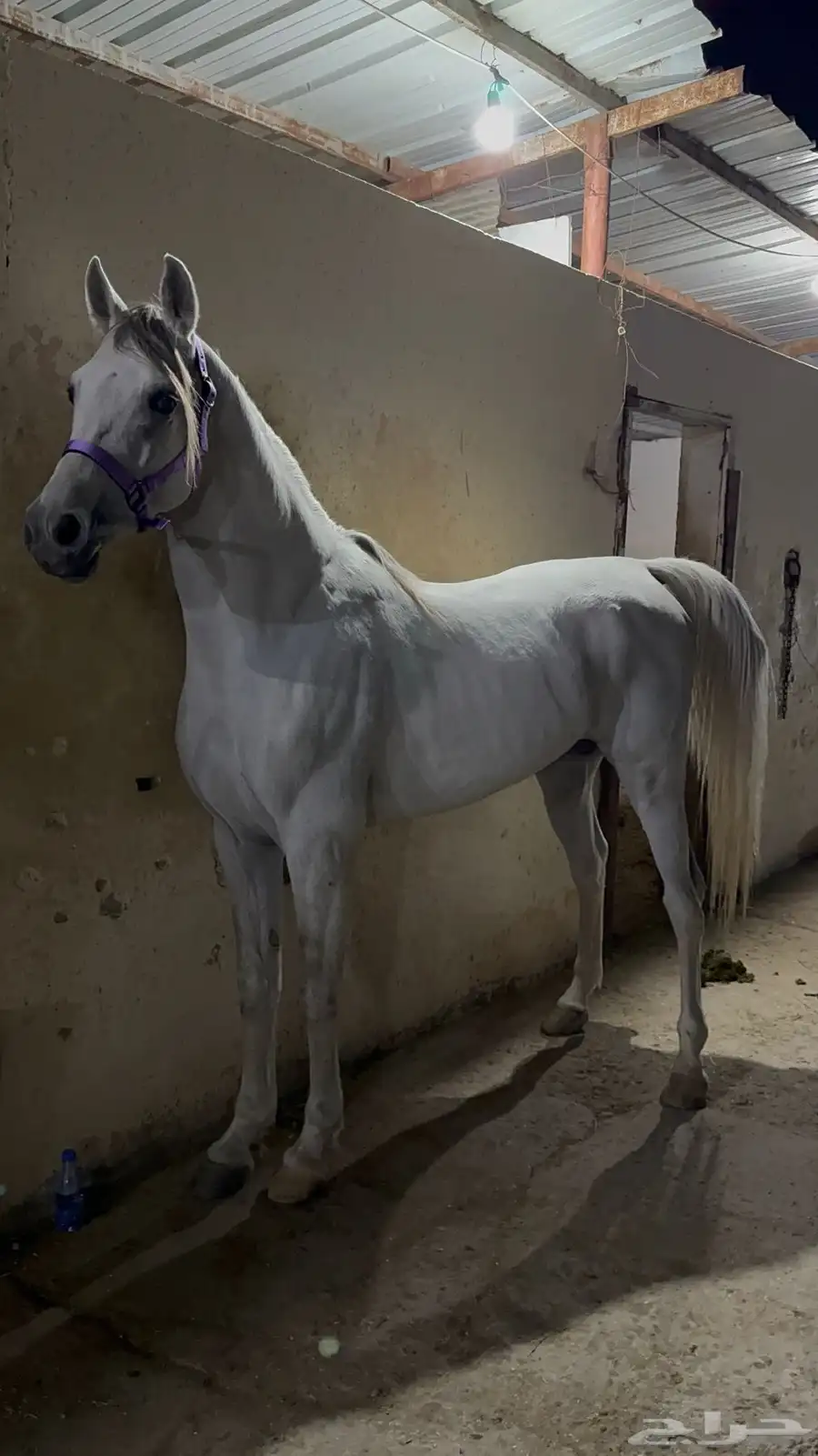 حصان حفيد مروان الشقب 2