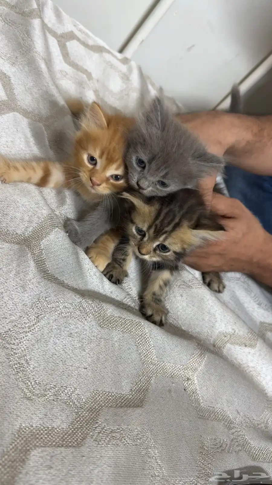 قطط 1