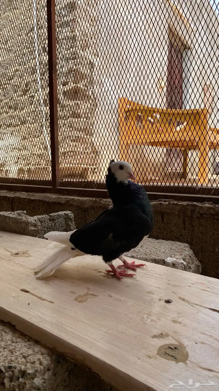 حمام هزازي فخم جدا اثنين ذكور وحده أنثى 1