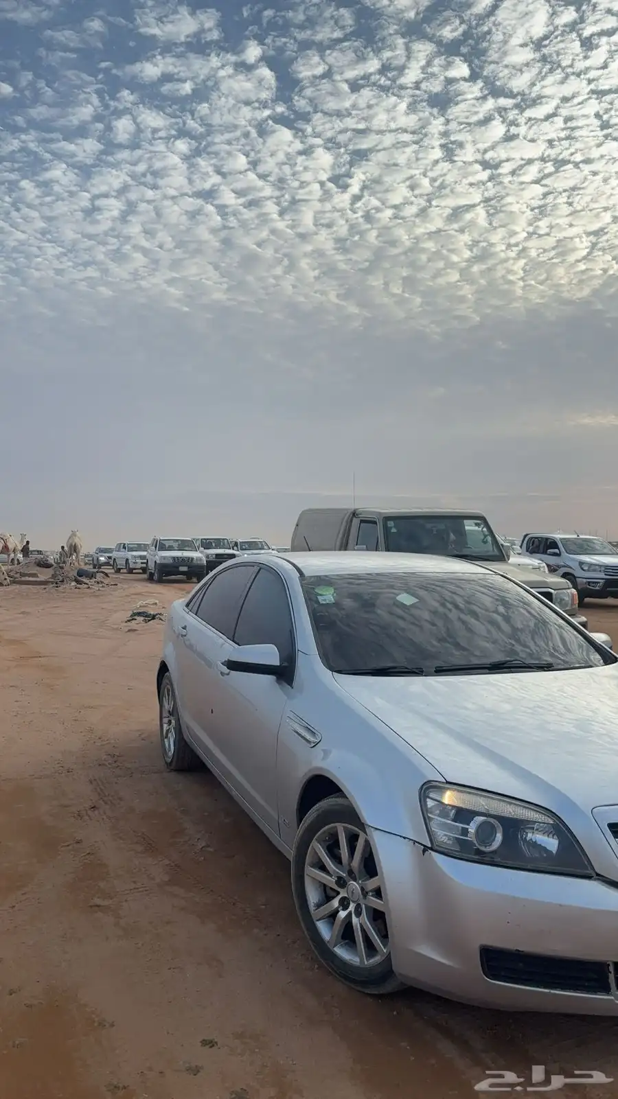 كابرس 2011 البيع عجل 0