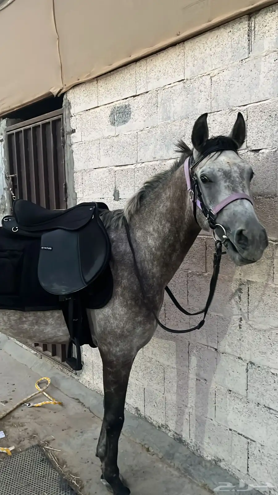 حصان شعبي 6