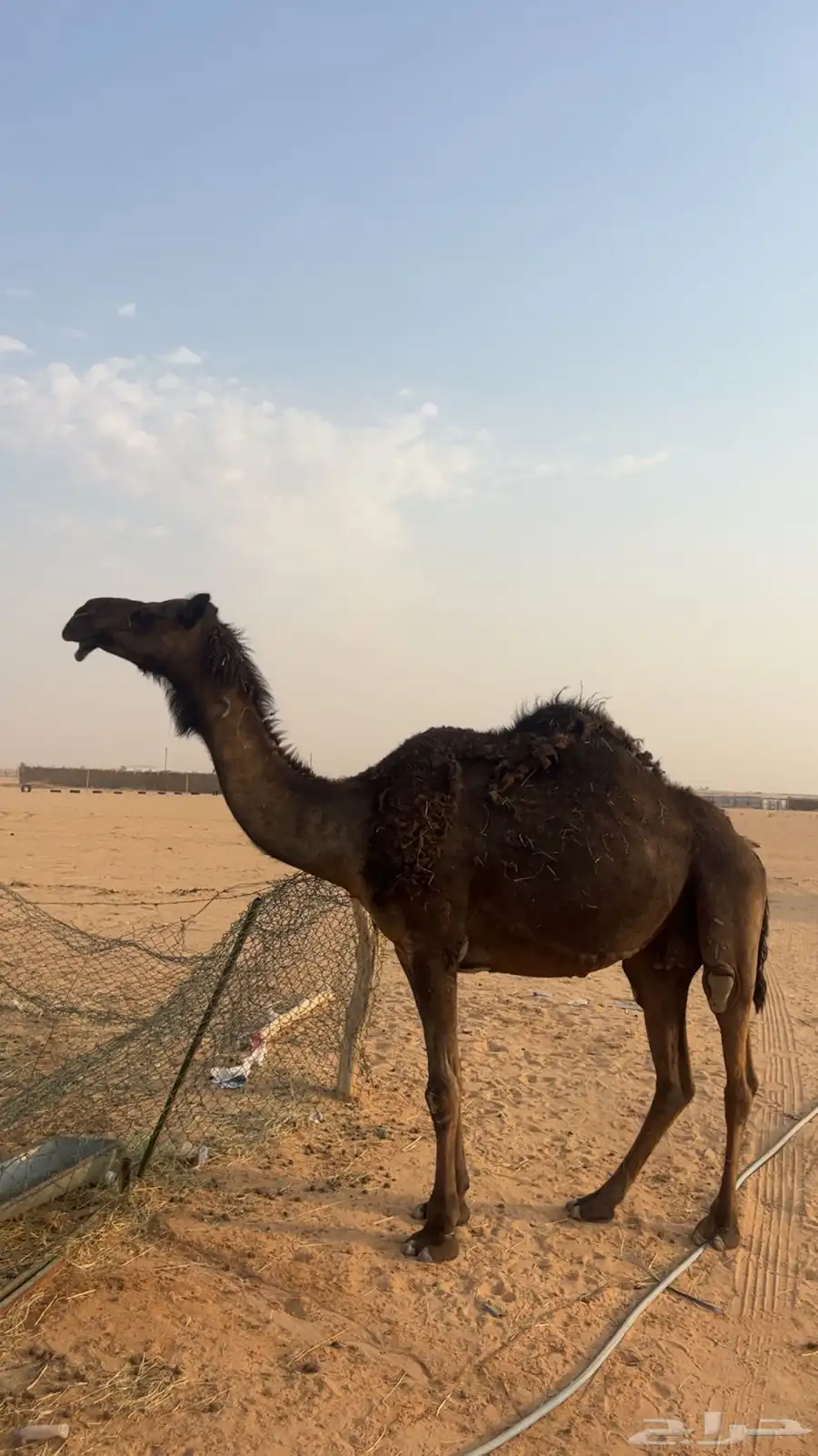 مجهم لقحه 2