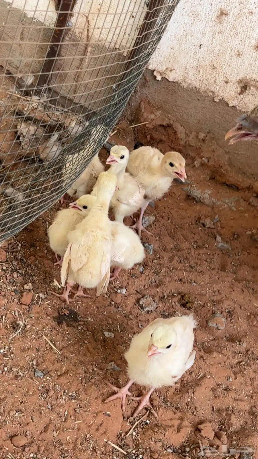 للبيع دجاج رومي مع فراخه 3