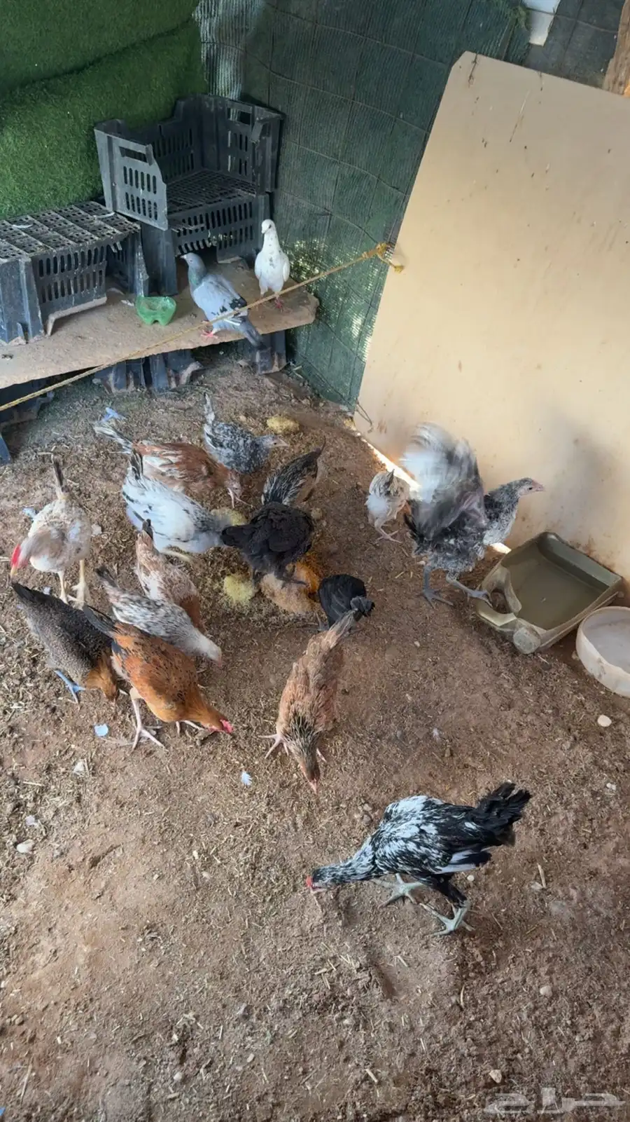 دجاج فروج للبيع الصحه ماشاءللله 2