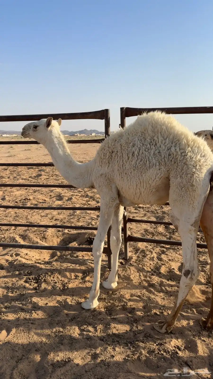 بكره العمر 4 شهور 3