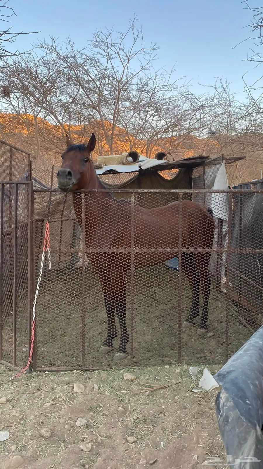خيل 1