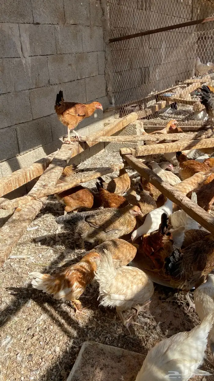 دجاج عربي وتركي بشاير 1