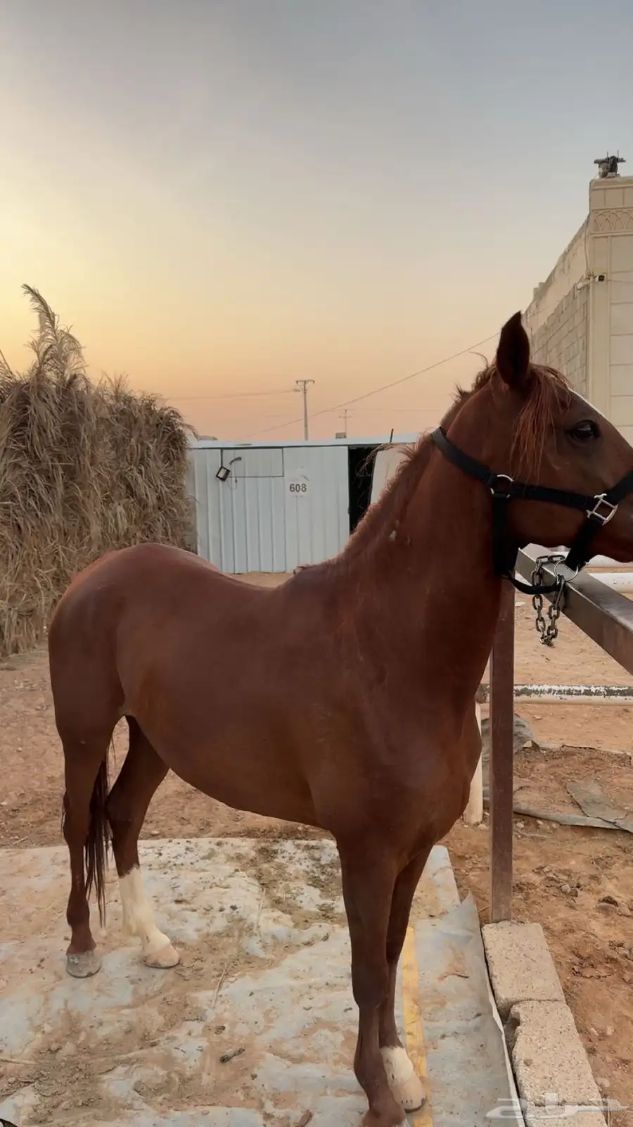 فرس شعبيه 4