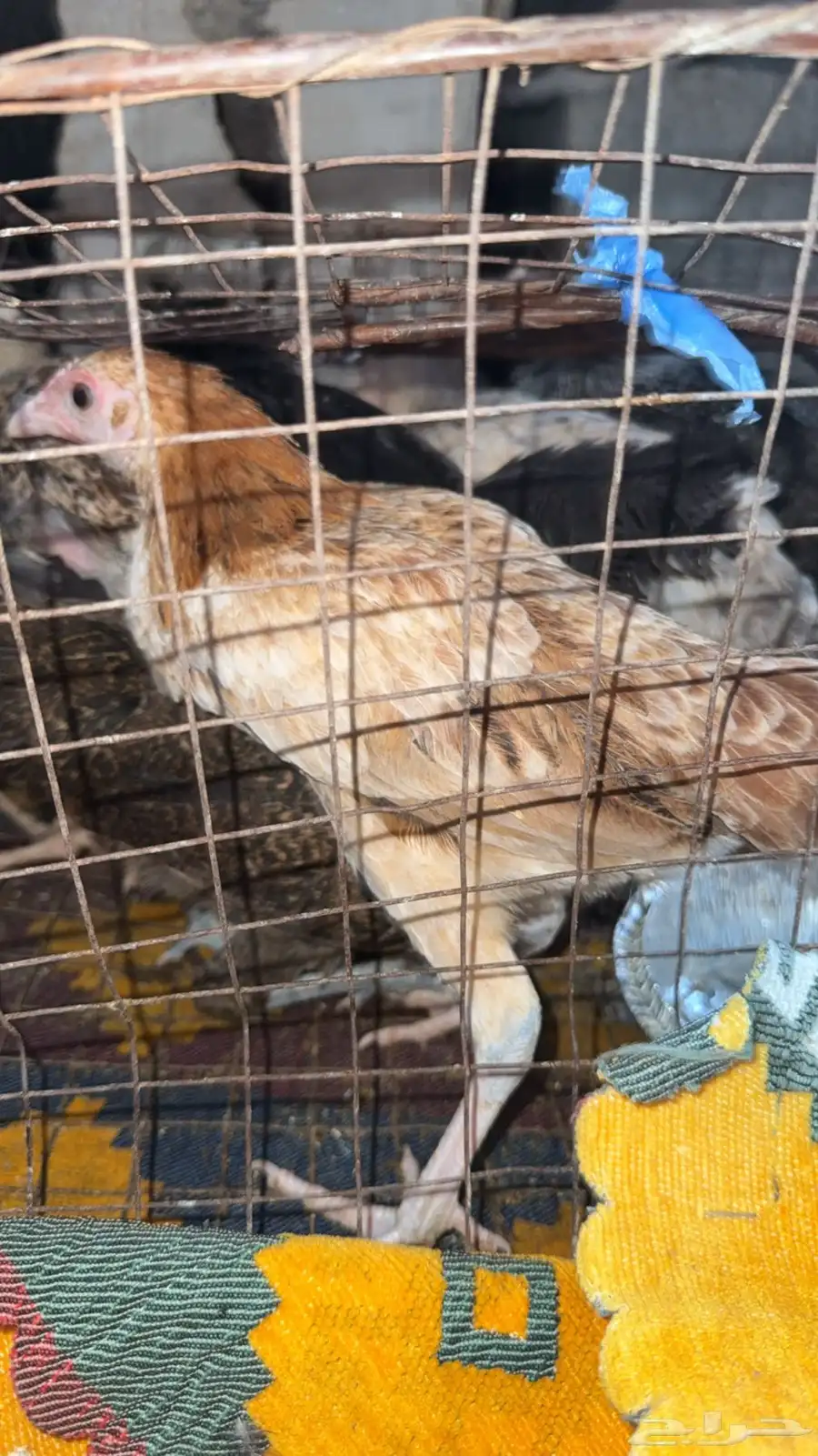 دجاج فروج للبيع الصحه ماشاءللله 3