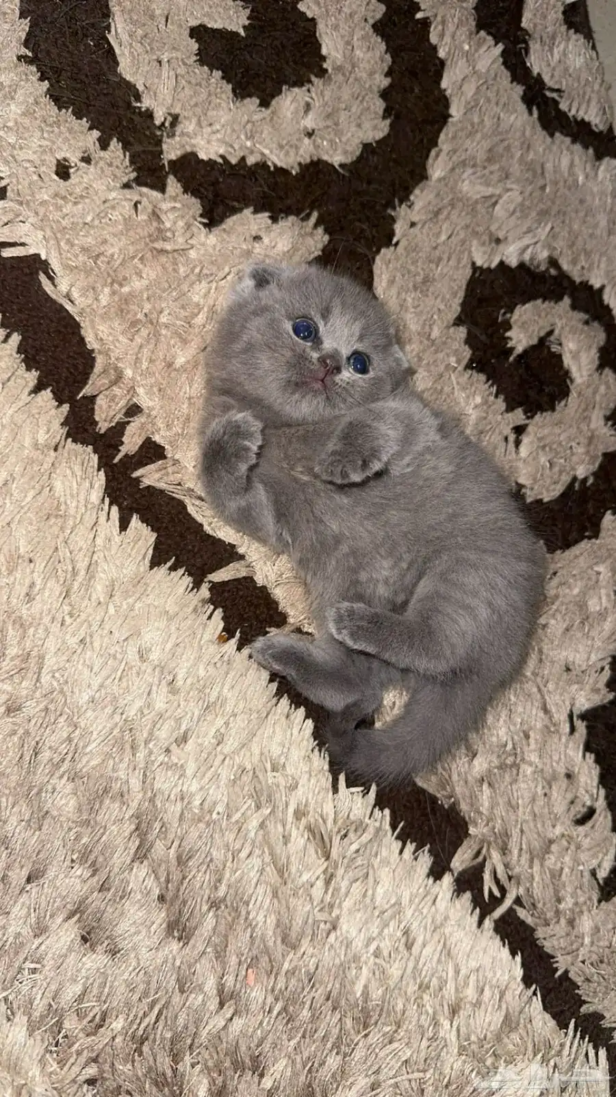 قطط 2