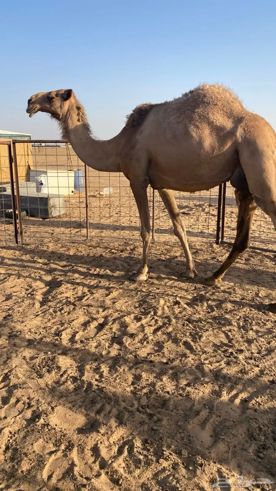 القحه شعلا 1