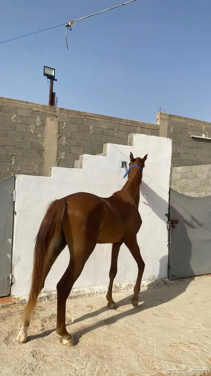 للبيع مهر معسوف تم البيع 4