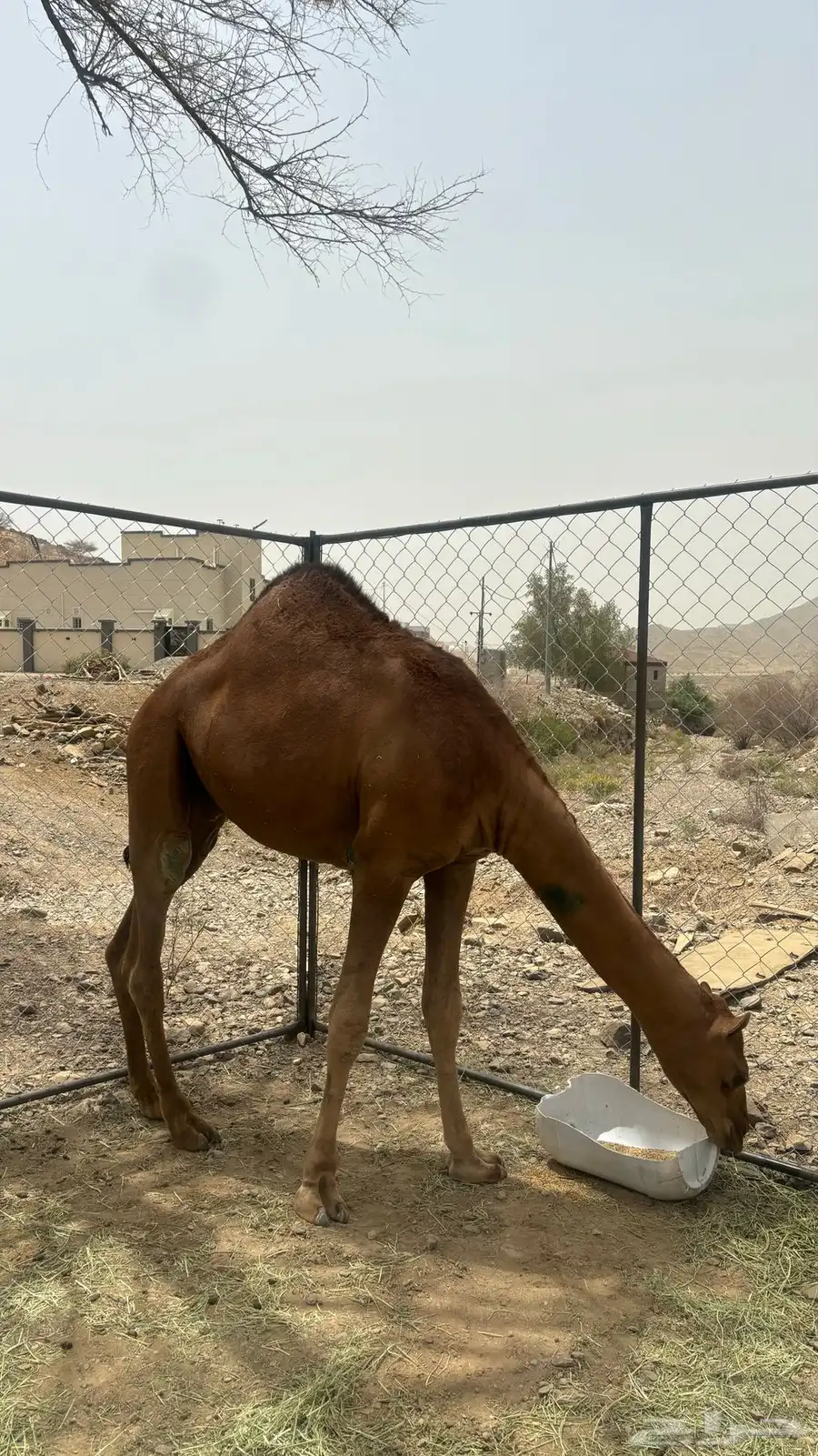 قعود 0