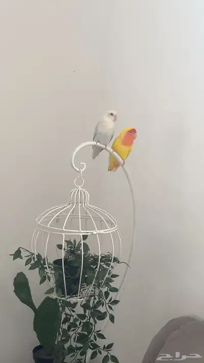 ببغاء الروز 1