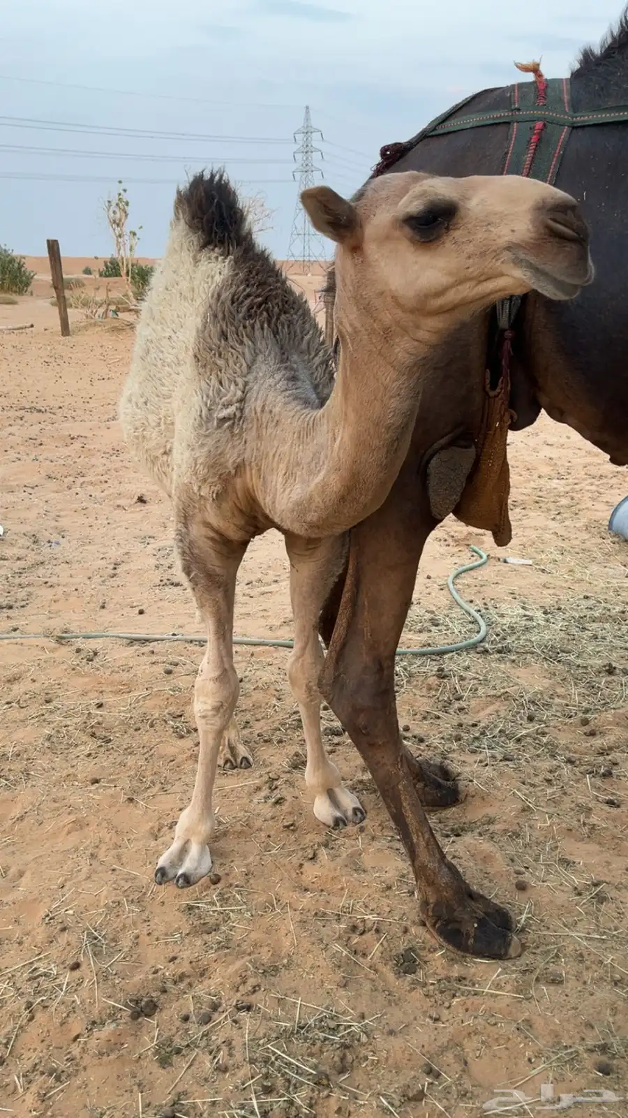 قعود 1