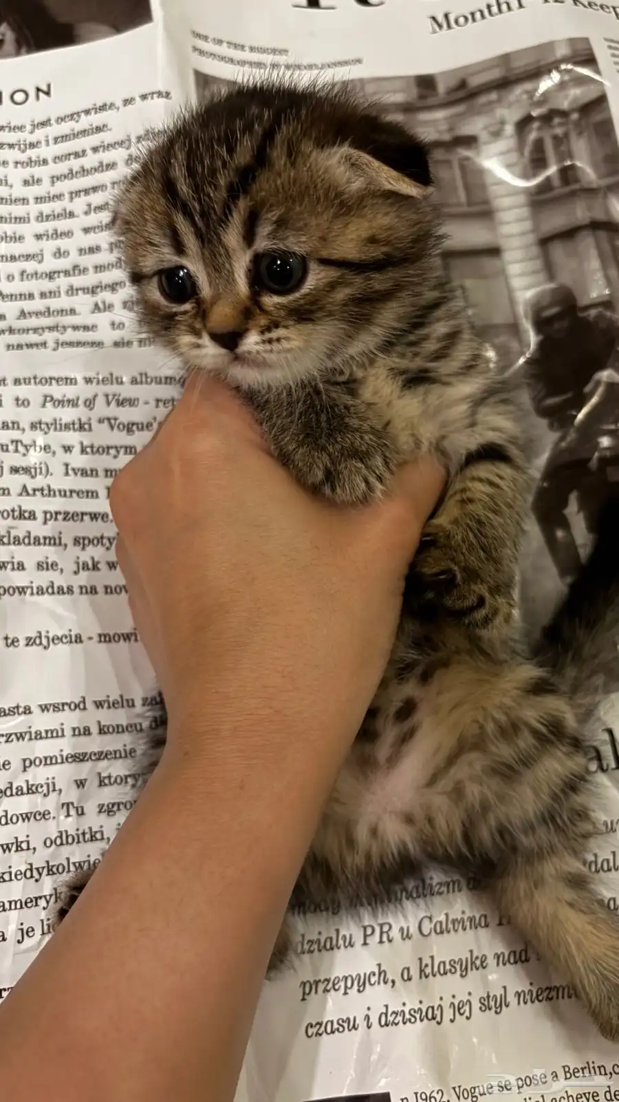 كيتن سكوتش للبيع 1