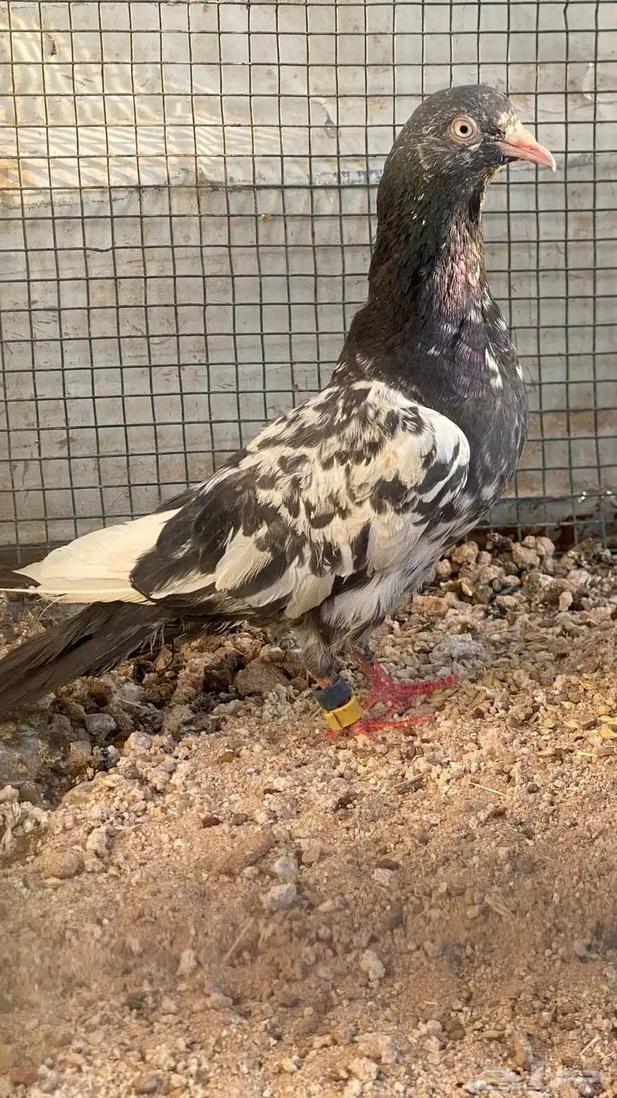 انثى رامبوري زيرا مشاءالله 3