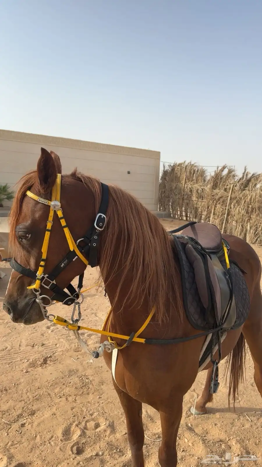 فرس شعبيه 9