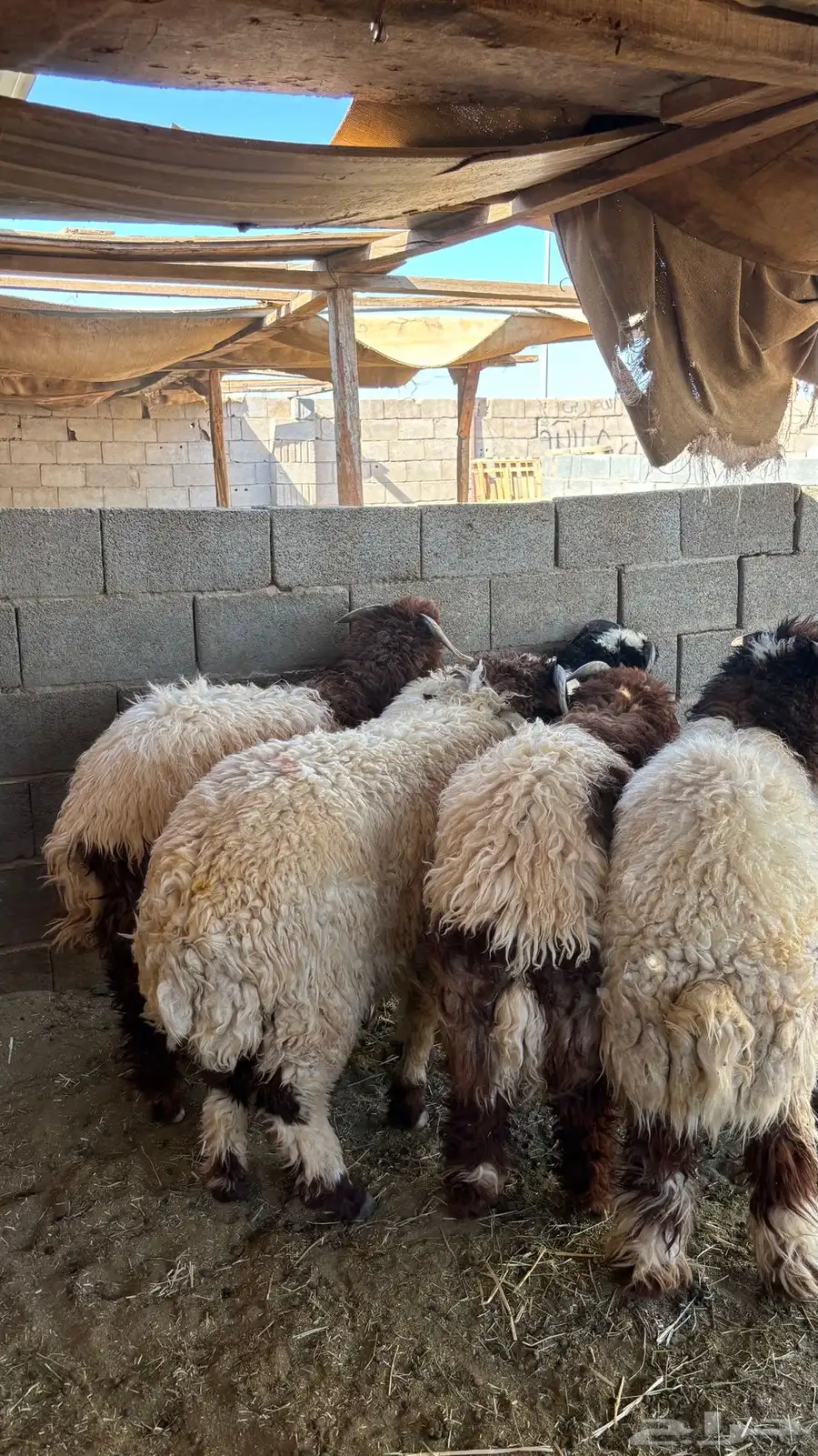 خرفان نعيمي جذعان 1