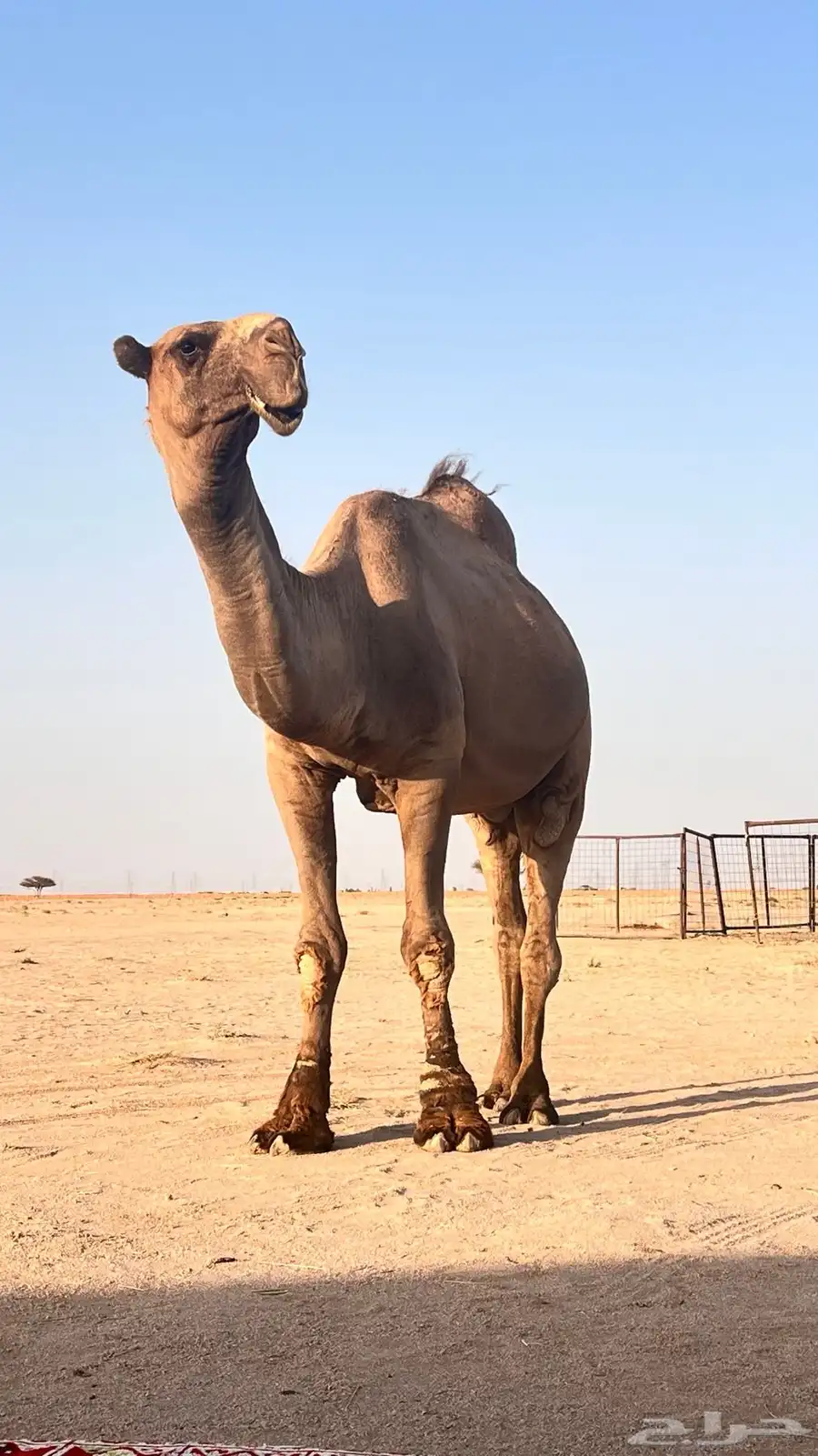 بعير للبيع 0