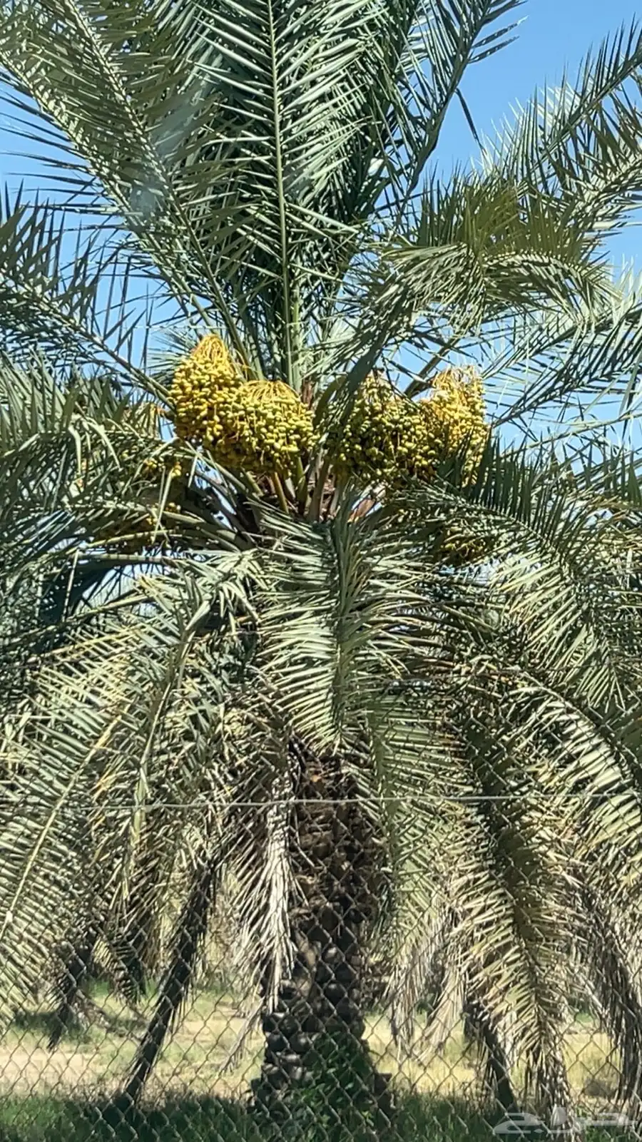 نخل خلاص ( ثمره ) 0