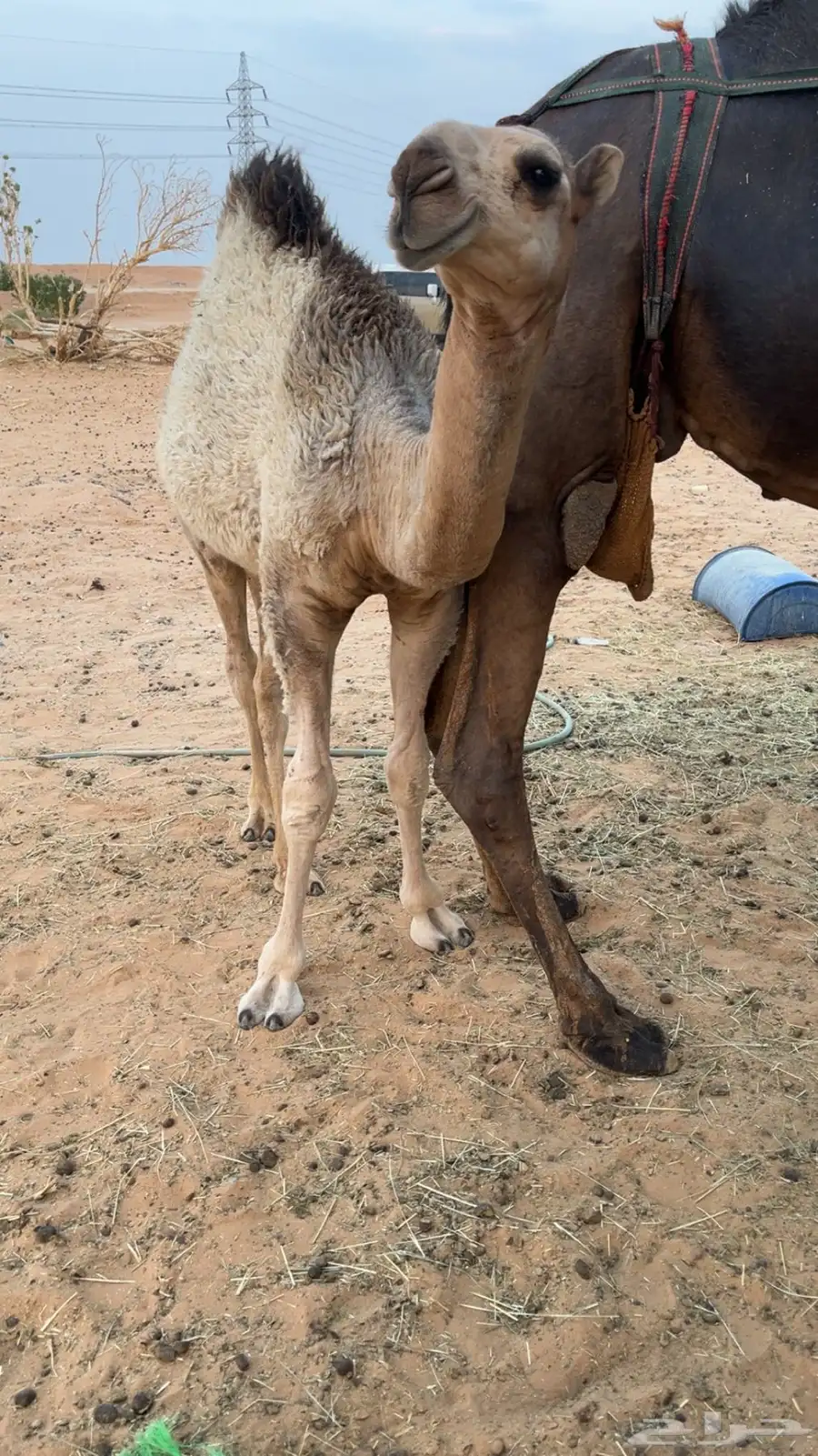 قعود 0