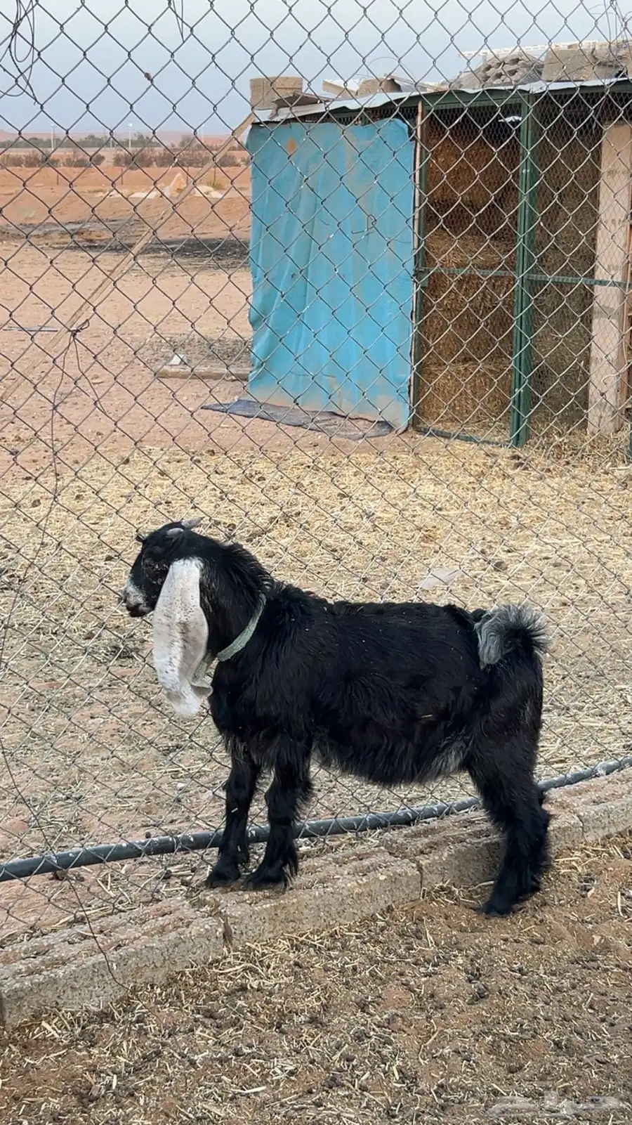 تبوس 0