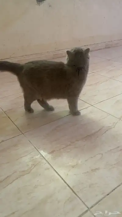 سكوتش فولد رمادي 3