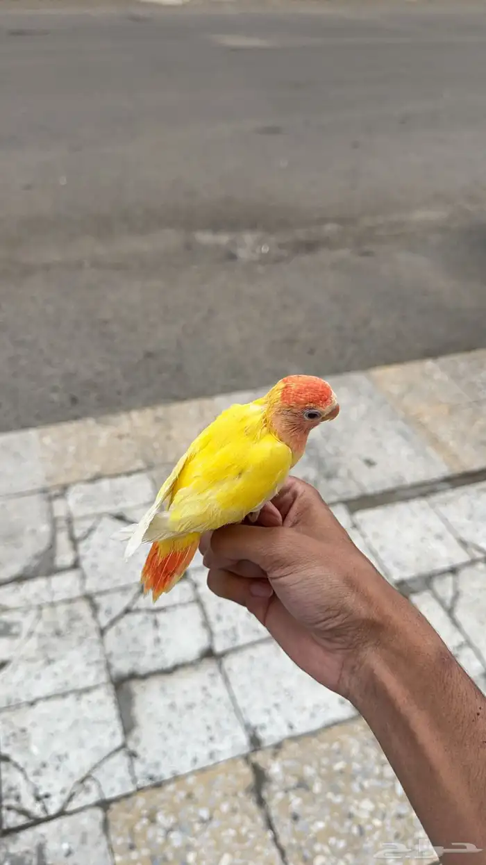 زوج روز لاتينو مع فرخين 2