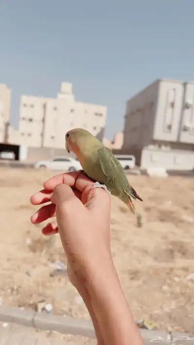 طير روز اليف تم البيع 2