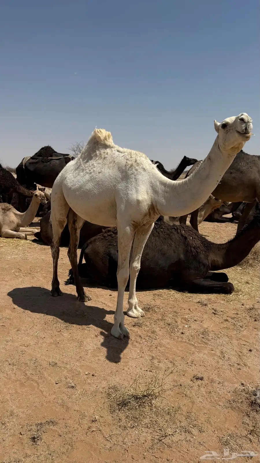 حقه للبيع 0