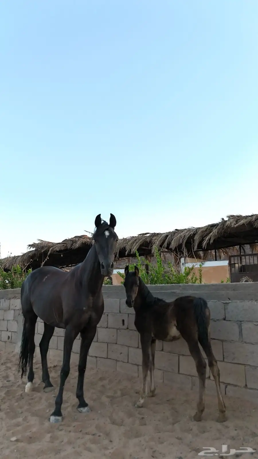مهرة شعبيه 1