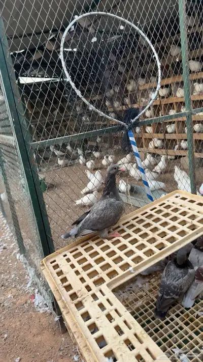 ذبح زغاليل يوم الاثنين الساعه 7 المغرب 0