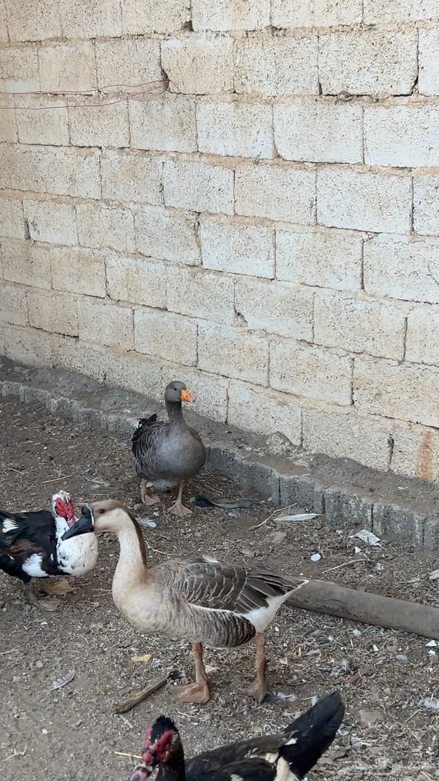 وز لبيع 2