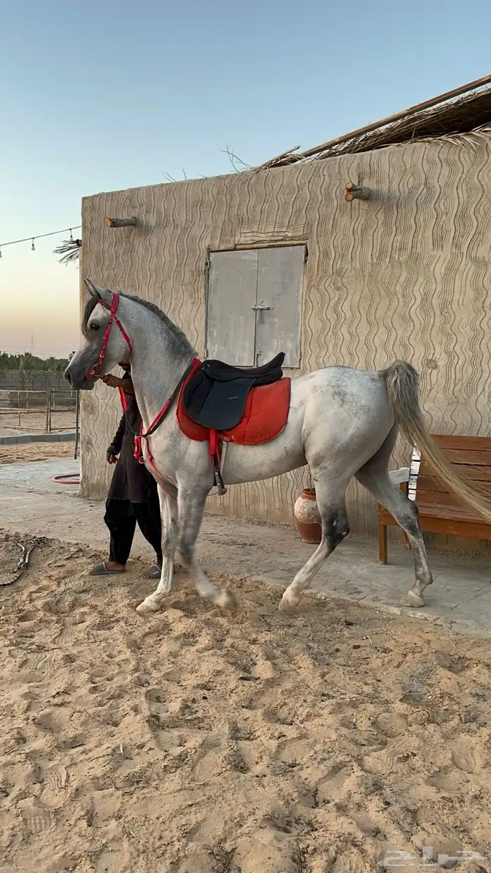 حصان واهو 0