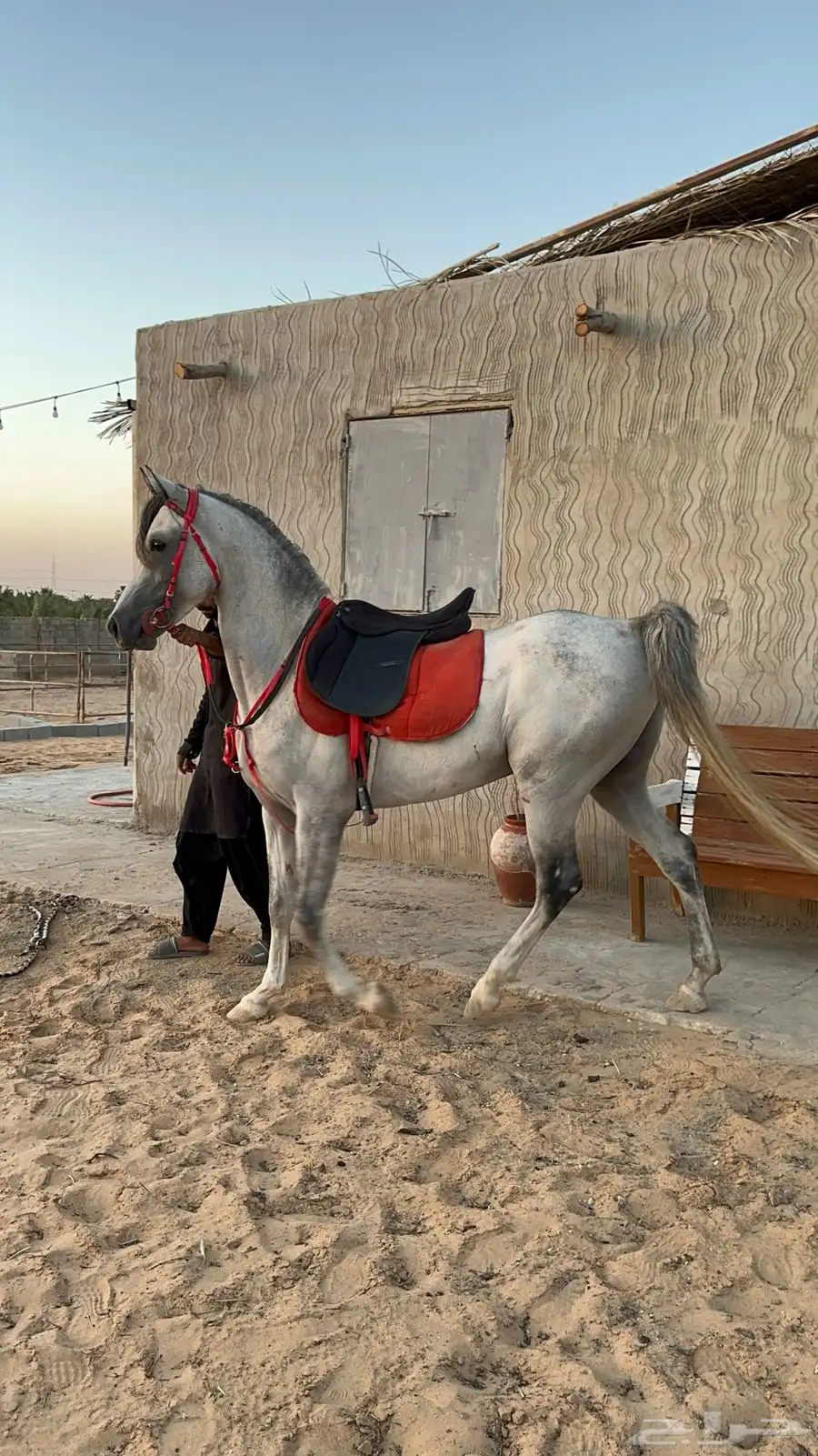 حصان واهو 0