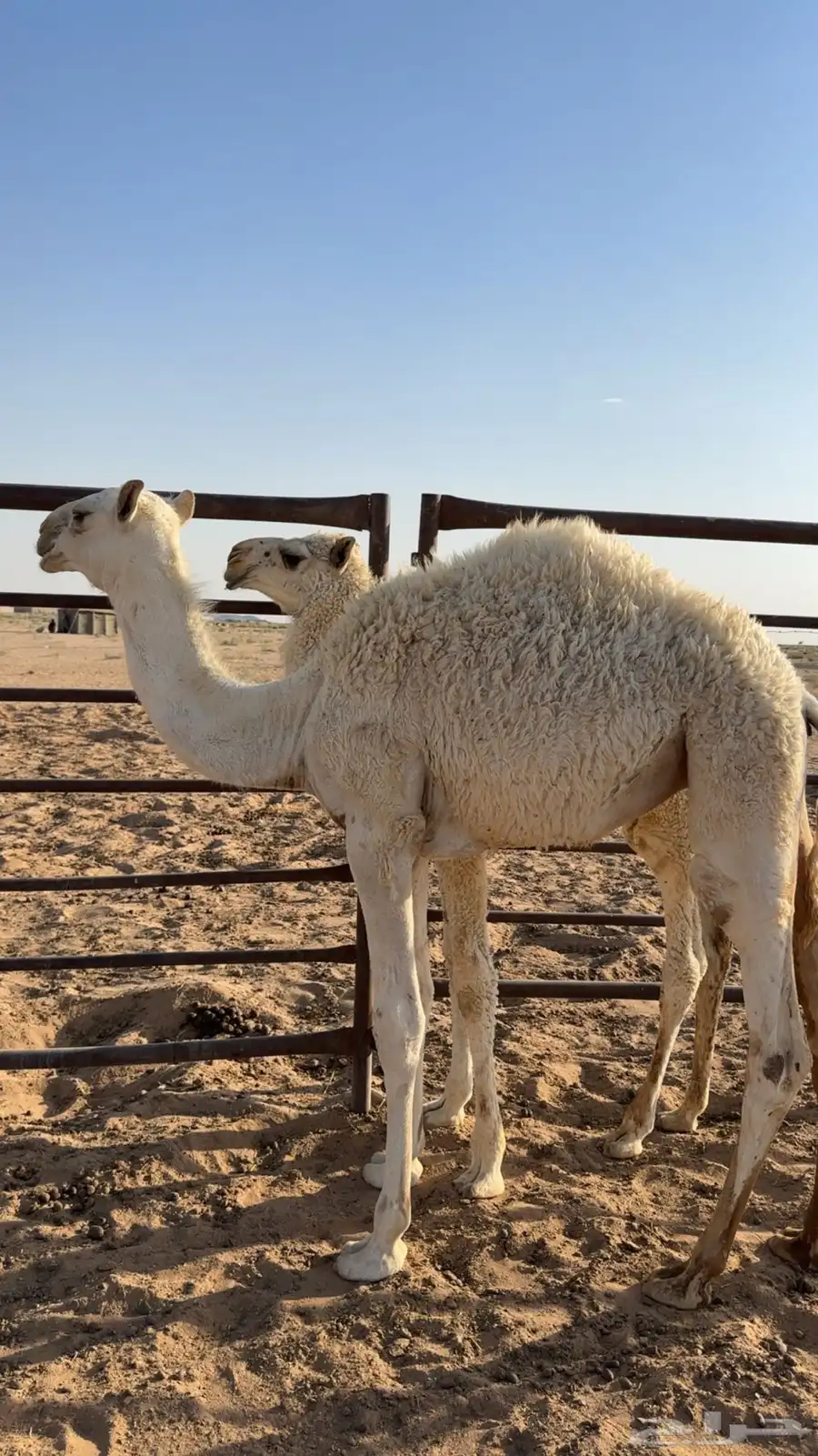 بكره العمر 4 شهور 1