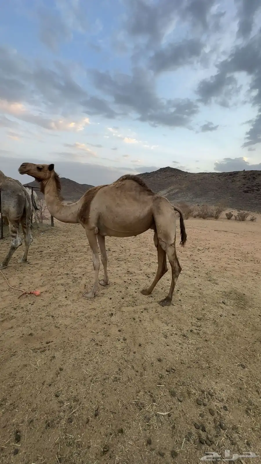 اصيل لقحة 0