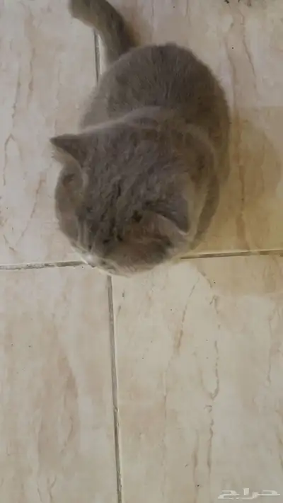 سكوتش فولد رمادي 2