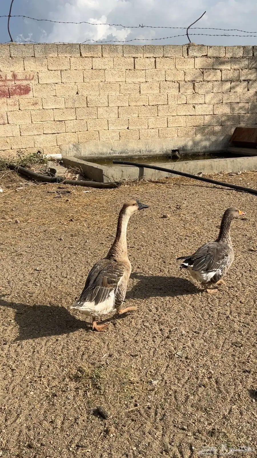 وز لبيع 6