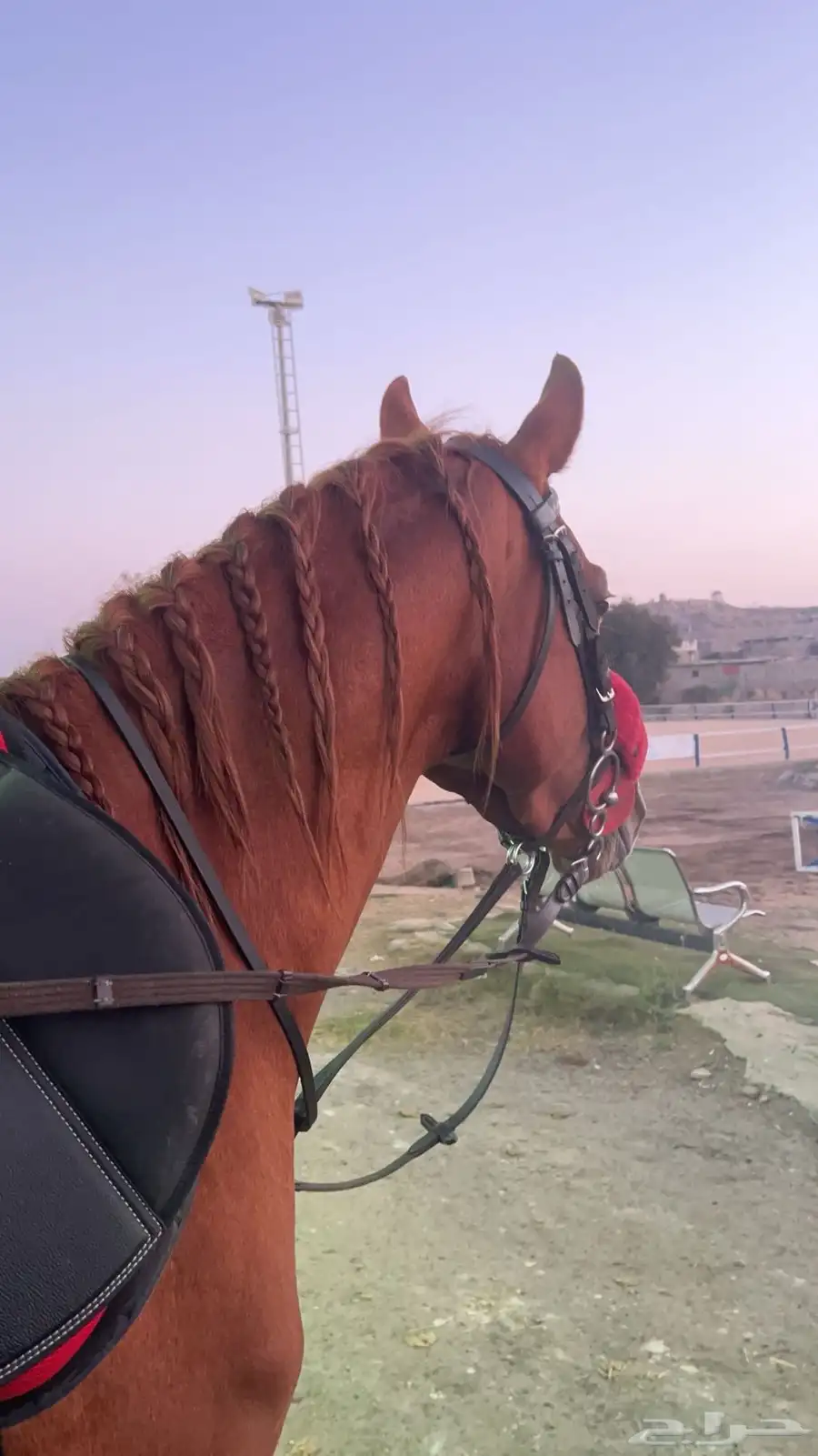 حصان واهو للبيع 0