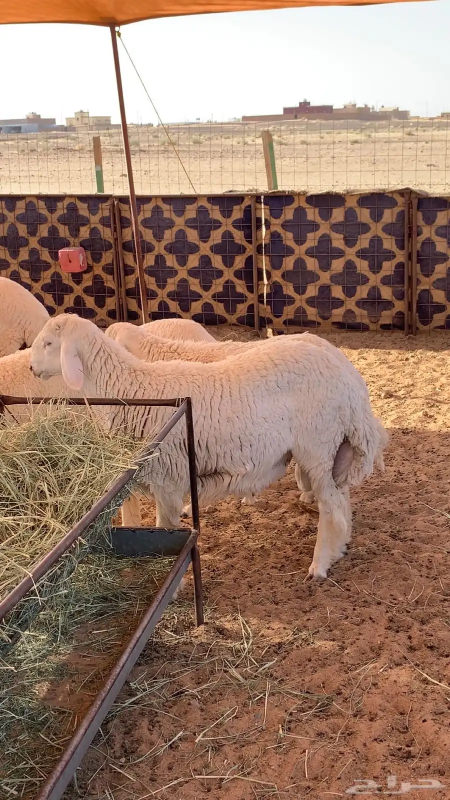 بهم جبر وبري 3