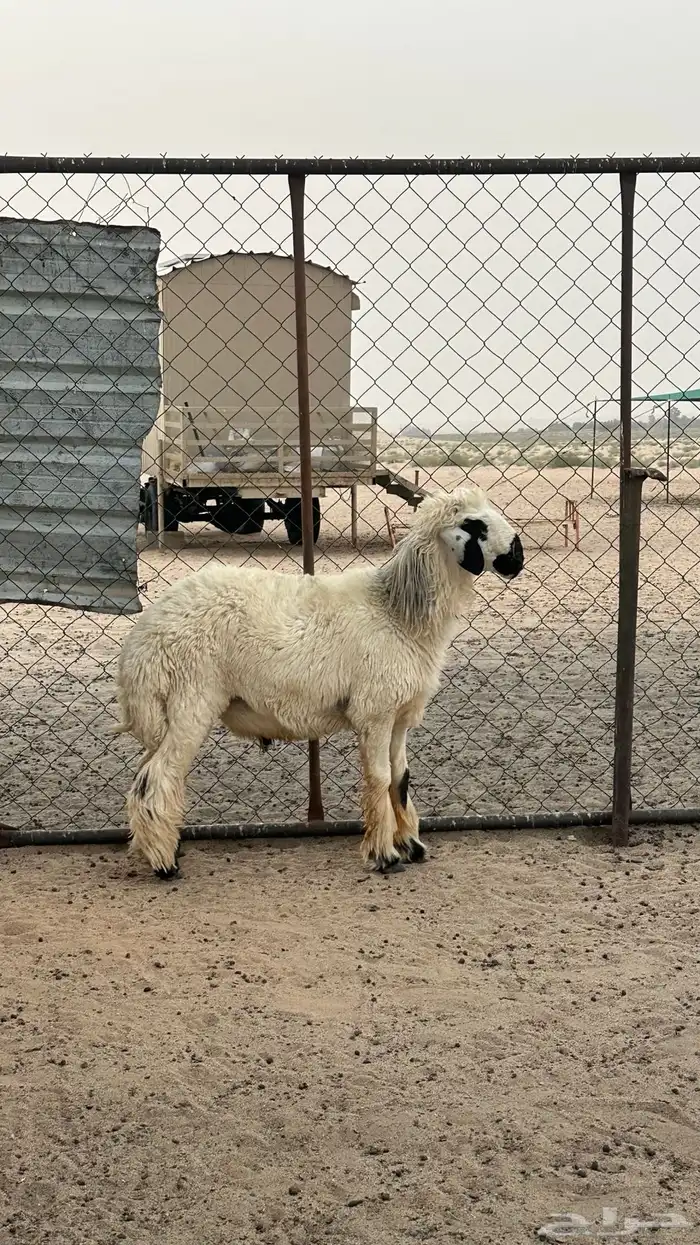 تم البيع 1