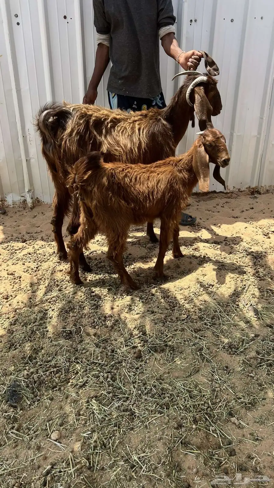 عنز سنه جذعه بتجي ثانيه تحته جفره طيبه 0