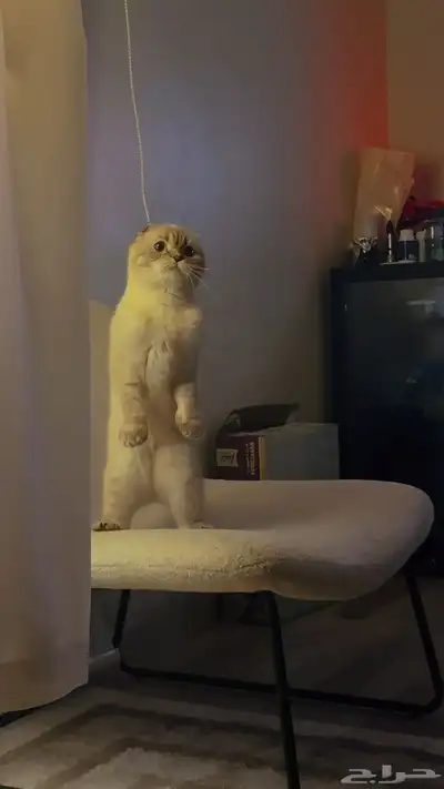 قط سكوتش  ولت 4