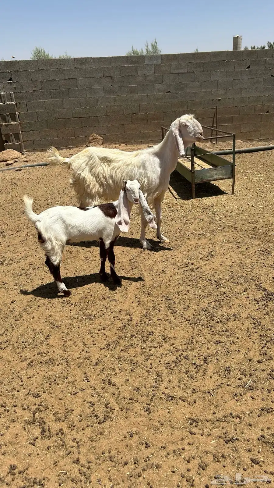 عنز و جفرة هولندية 3