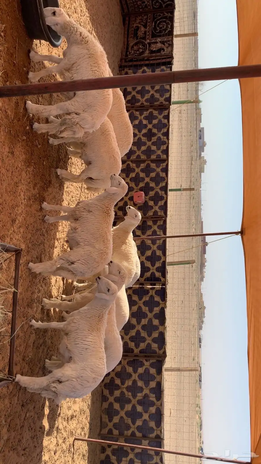 بهم جبر وبري 4